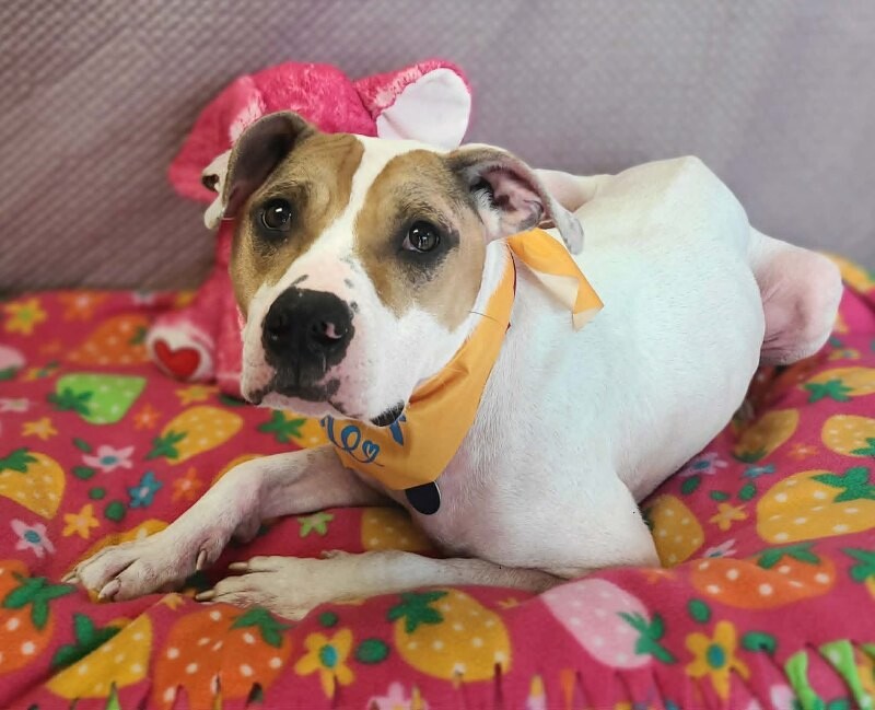 Picture of the Animal Listed